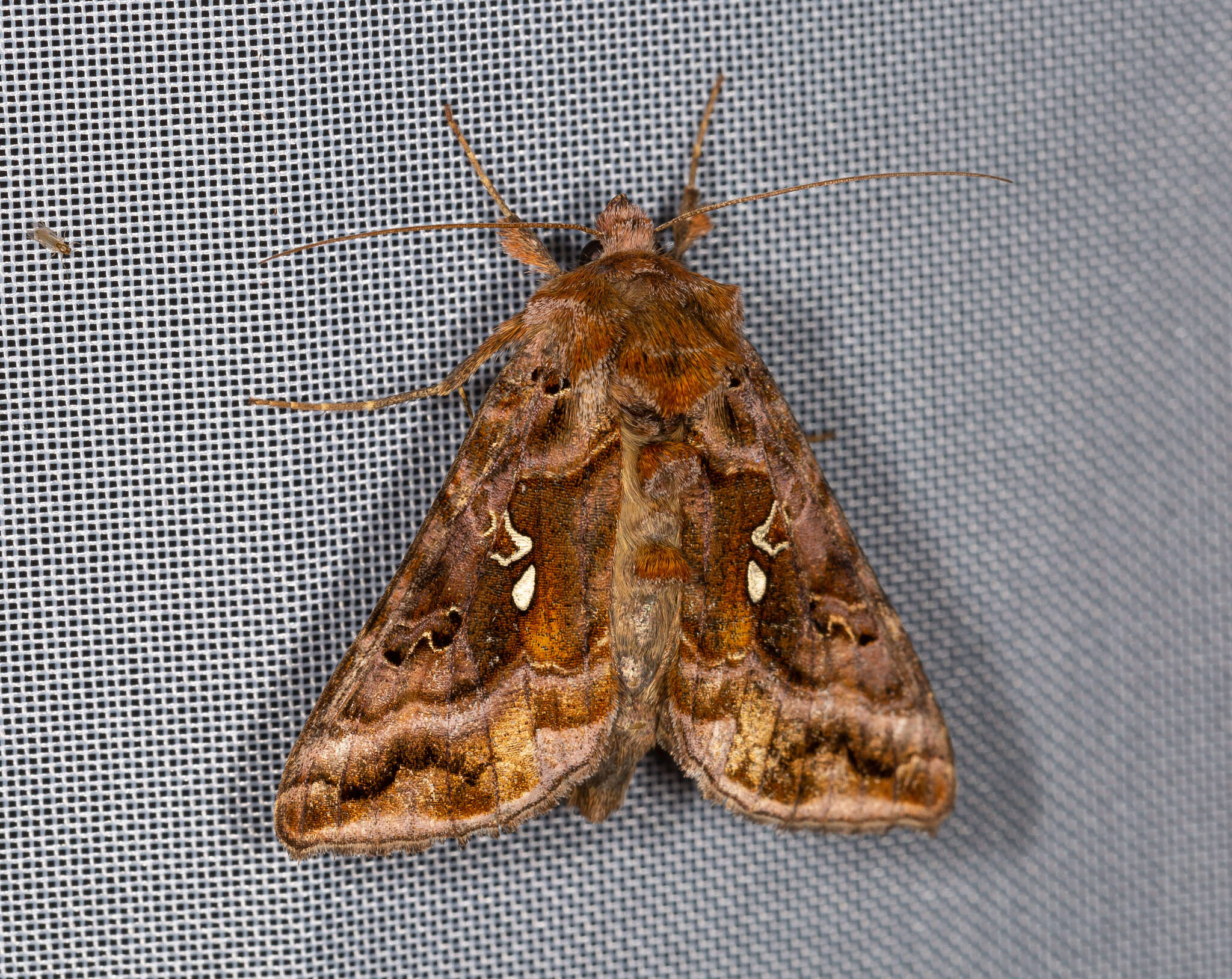 Imagem de Autographa pulchrina Haworth 1802