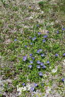 Image of hairyflower bellflower