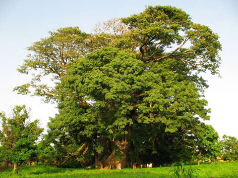 Image of kapoktree