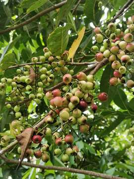 Image of Syzygium balsameum (Wight) Wall. ex Walp.