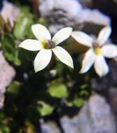 صورة Lobelia macrodon (Hook. fil.) Lammers