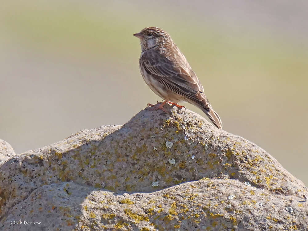 Image of Ankober Serin