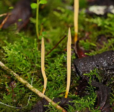 Image of Ramariopsis simplex R. H. Petersen 1988