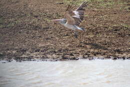 صورة Pelecanus philippensis Gmelin & JF 1789