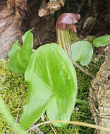 Image of Arisarum vulgare subsp. vulgare