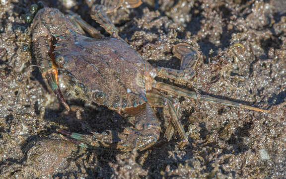 Image of <i>Cronius ruber</i>