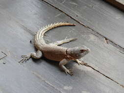 Image of Collared iguana