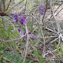 Image of Swainsona lessertiifolia DC.