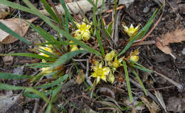 Image of Conostylis serrulata R. Br.