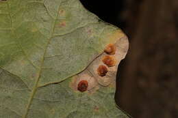 Image of common oak spangle-gall wasp