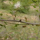 Imagem de Mimosa polyantha Benth.