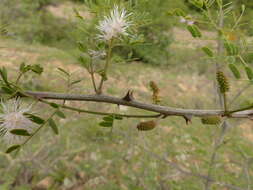 Mimosa polyantha Benth.的圖片