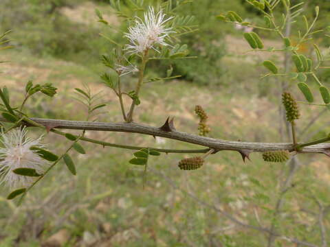 Image of Mimosa polyantha Benth.