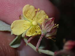 Helianthemum canariense (Jacq.) Pers.的圖片