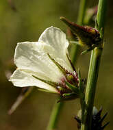 Imagem de Hibiscus cannabinus L.