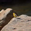 Image of Greater Yellow Finch