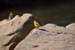 Image of Greater Yellow Finch