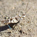 Image of Zayante band-winged grasshopper