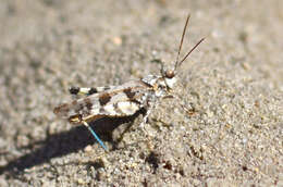 Image of Zayante band-winged grasshopper