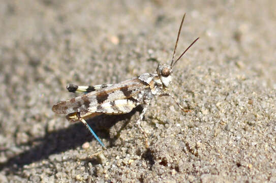 Trimerotropis infantilis Rentz, D. C. F. & Weissman 1984 resmi