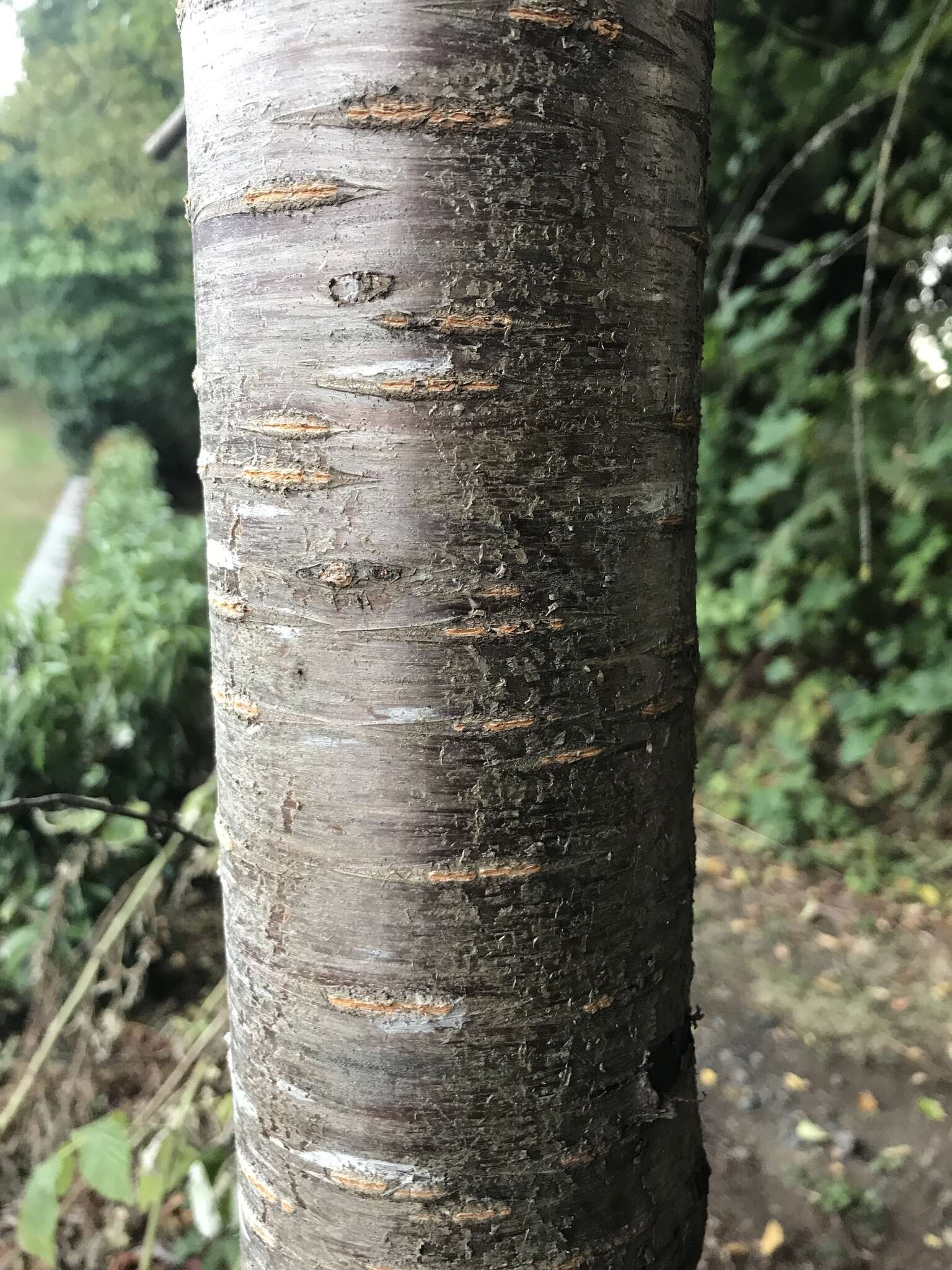 Imagem de Prunus emarginata var. mollis (Dougl.) Brewer