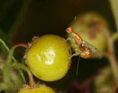 Image of Seed chalcid wasp