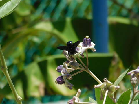 Plancia ëd Xylocopa fenestrata (Fabricius 1798)