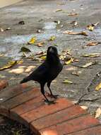 Imagem de Corvus splendens insolens Hume 1874