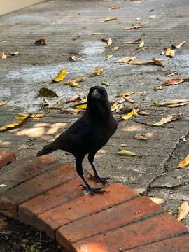 Image of Corvus splendens insolens Hume 1874