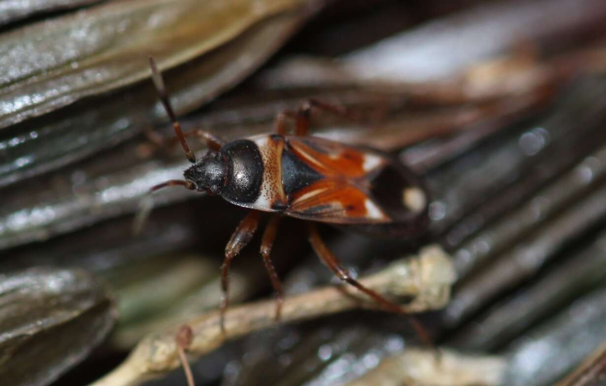 صورة Raglius alboacuminatus (Goeze 1778)