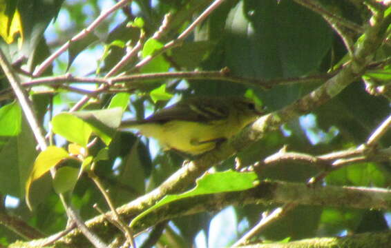 Image of Yellow-winged Vireo