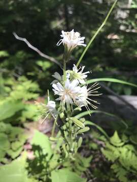 Image of arrowleaf rattlesnakeroot