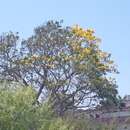 Image of Gold Tree