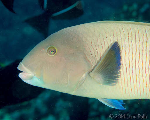 Image of Ballieu's wrasse