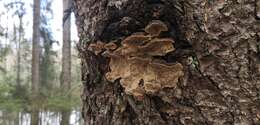 Image of Phellinus chrysoloma (Fr.) Donk 1971