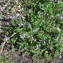 صورة Astragalus alpinus subsp. alpinus