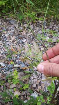 Plancia ëd Puccinia nitida (F. Strauss) Barclay 1891