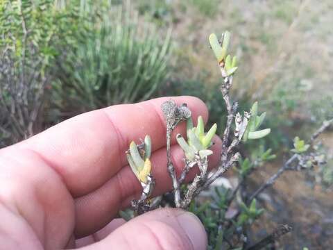 Image of Ruschia complanata L. Bol.