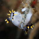 Image of Polycera tricolor Robilliard 1971