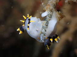 Image of Polycera tricolor Robilliard 1971