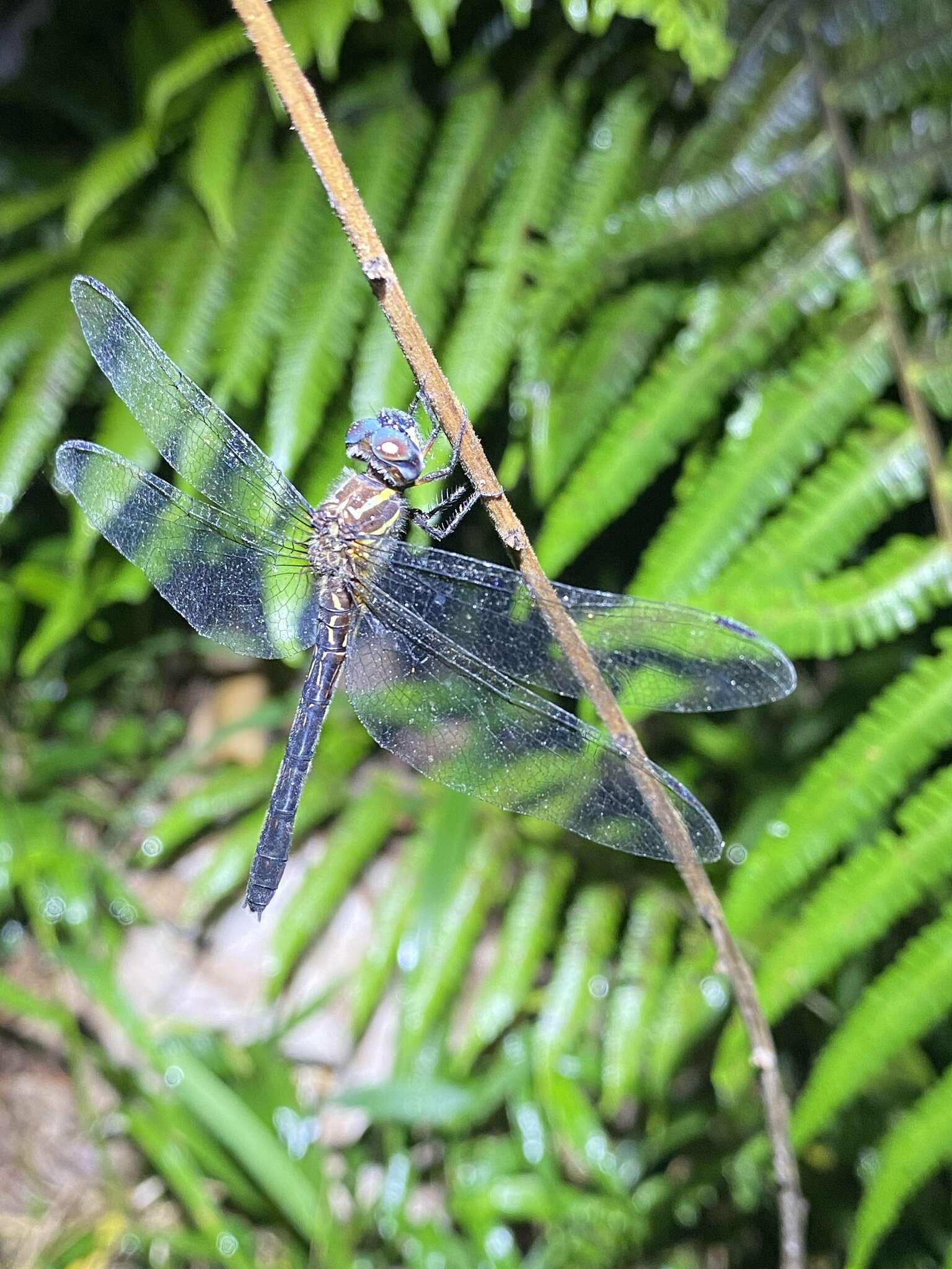 Image de Scapanea frontalis (Burmeister 1839)