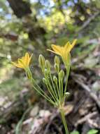 Image of golden brodiaea