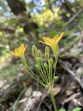 Image of golden brodiaea