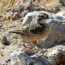 Image of Chersomanes albofasciata erikssoni (Hartert 1907)