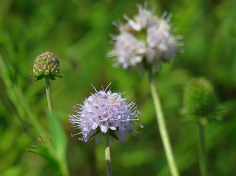 Image of succisella