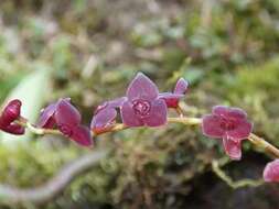 Image of Stelis argentata Lindl.