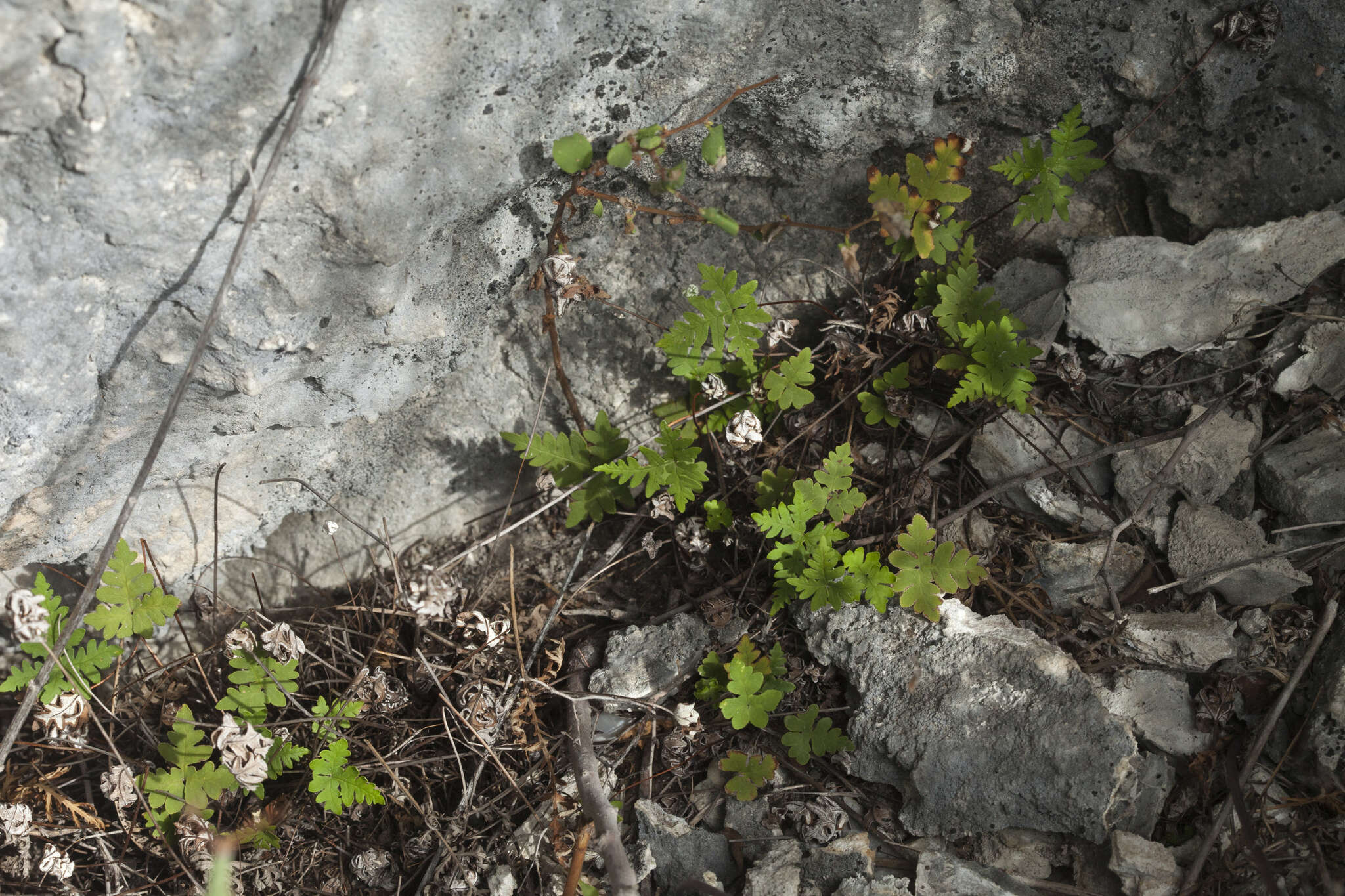 Image of Aleuritopteris argentea (S. G. Gmel.) Fée