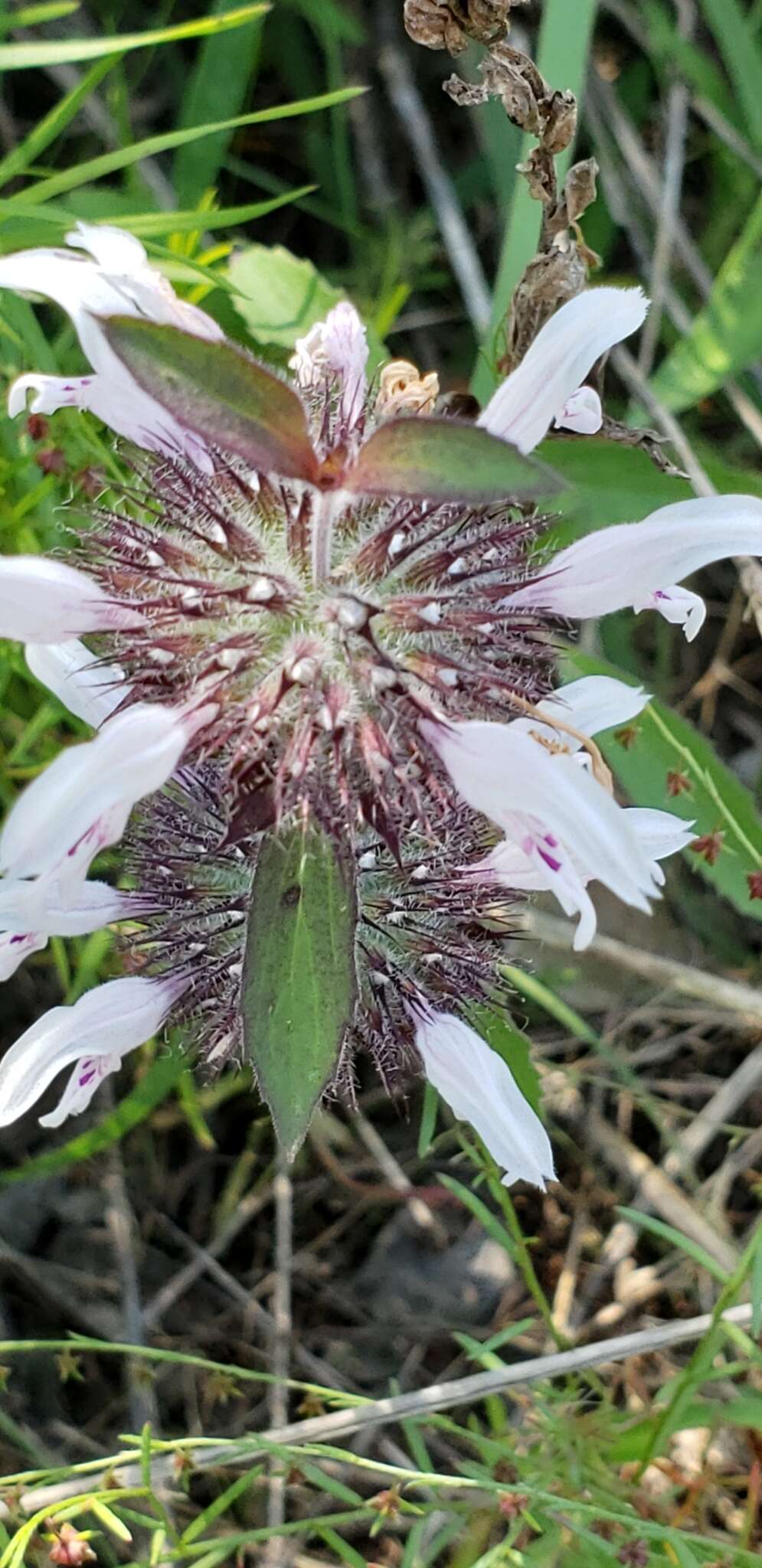 Image of basil beebalm