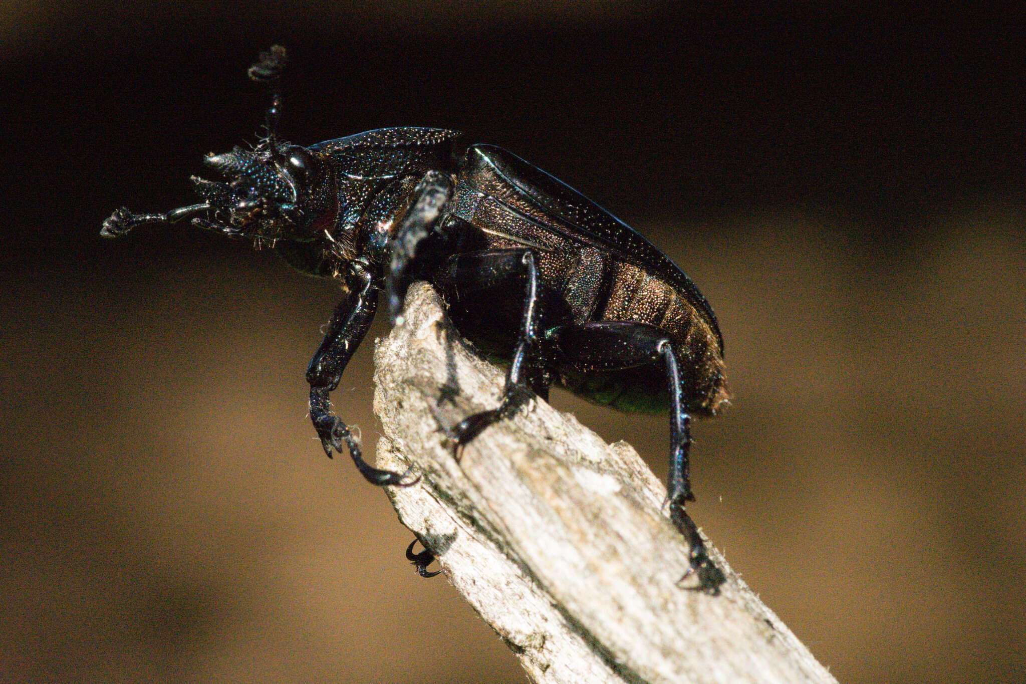 Image de Streptocerus speciosus Fairmaire 1850