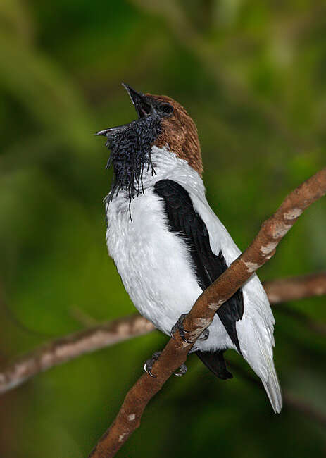 Image of Bearded Bellbird